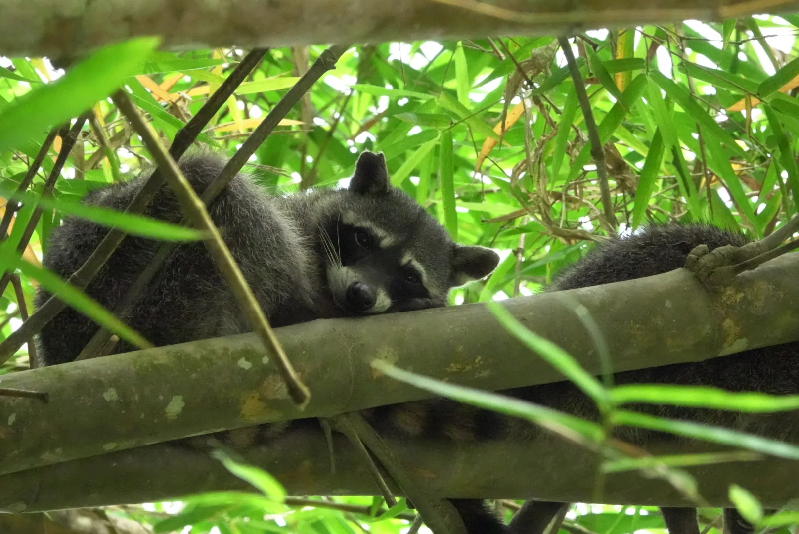 Mapache cangrejero descansando entre el follaje de bambú en el manglar | Tour diürn pels manglars (Tour des de Sierpe)