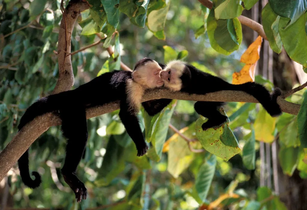Pareja de monos cariblancos capuchinos abrazados en una rama del manglar | Tour diürn pels manglars (Tour des de Sierpe)