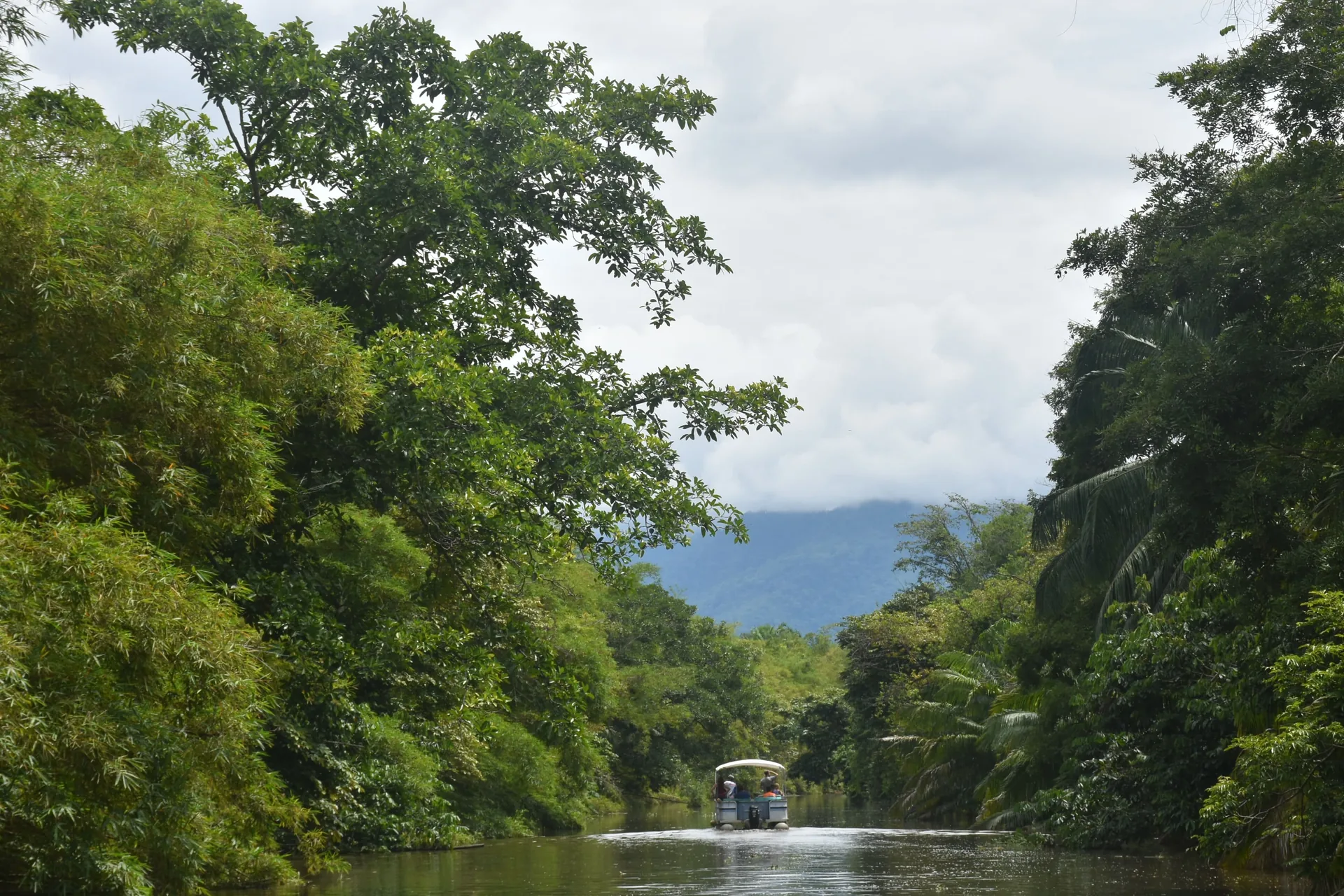 Panorámica fluvial del Humedal Nacional Térraba-Sierpe, el más grande de Costa Rica | Tour diürn pels manglars (Tour des de Sierpe)