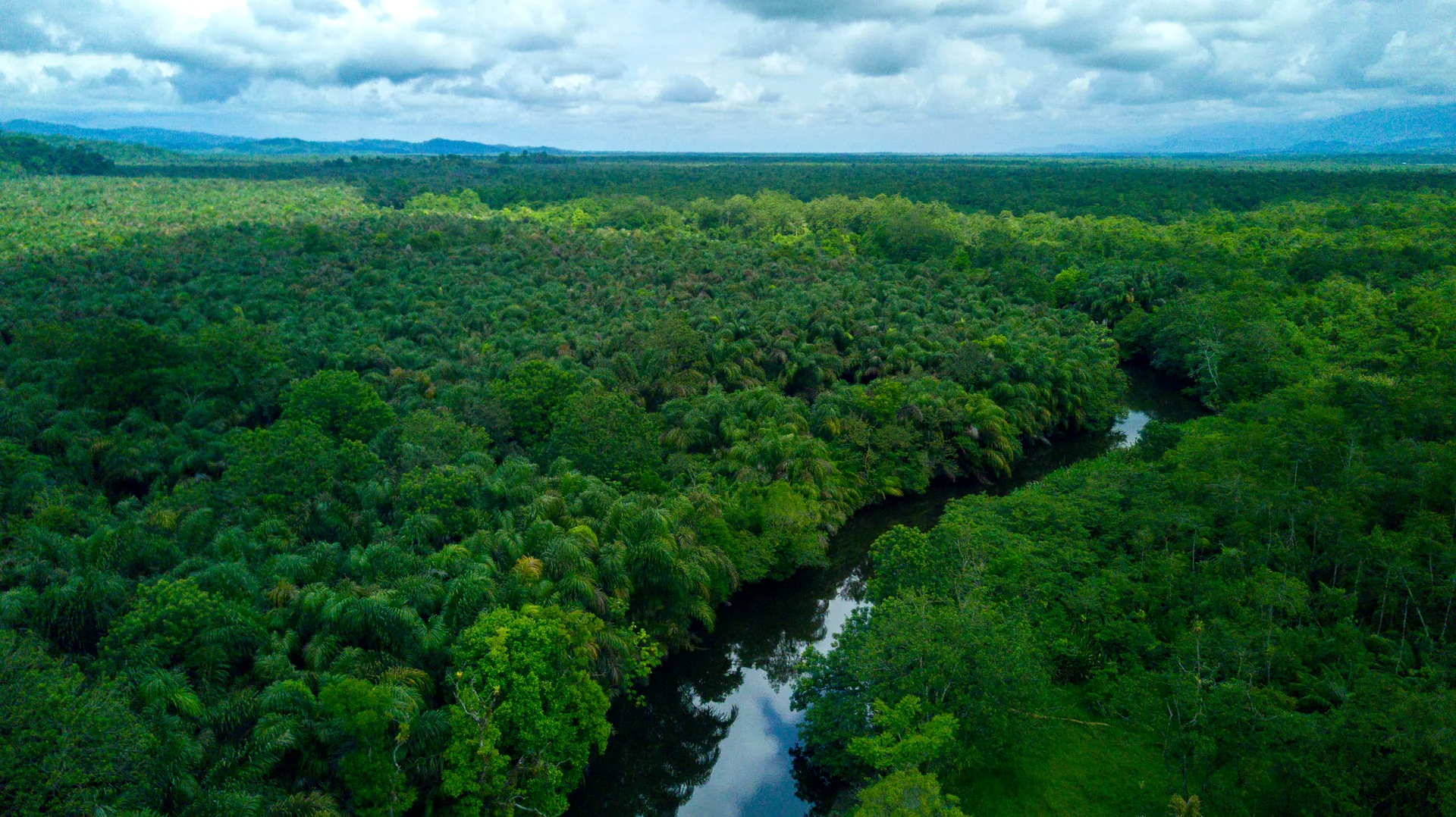 Vista panorámica aérea con dron del delta del Río Sierpe y su bosque de humedal | Tour diürn pels manglars (Tour des de Sierpe)