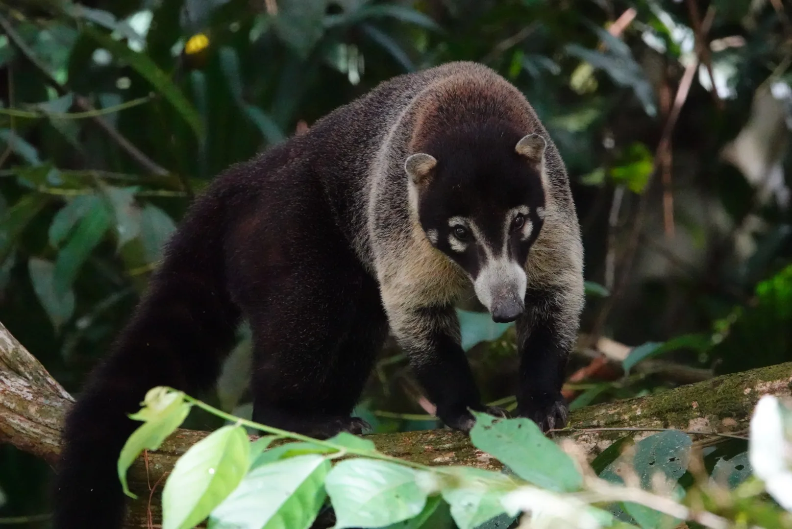 Pizote coatí de nariz blanca caminando sobre un tronco caído en el manglar | Tour diürn pels manglars (Tour des de Sierpe)