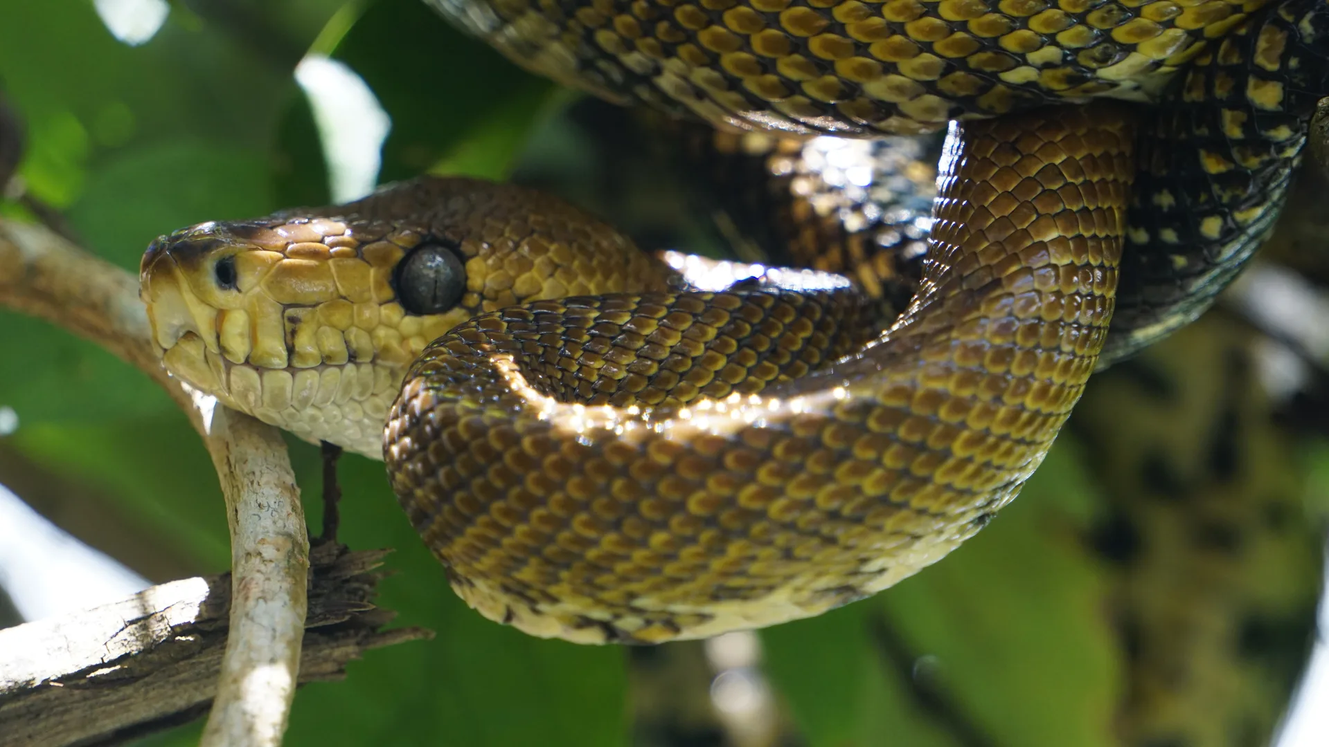 Serpiente arborícola camuflada y enroscada en una rama sobre el agua | Tour diürn pels manglars (Tour des de Sierpe)
