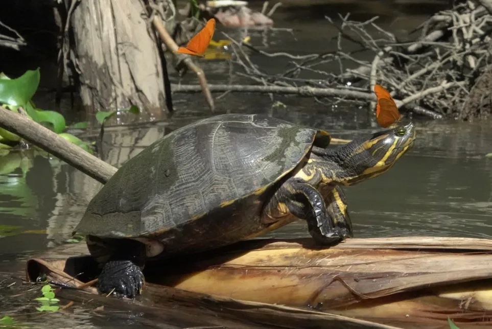 Tortuga de agua dulce con mariposas posadas en su caparazón en el Río Sierpe | Tour diürn pels manglars (Tour des de Sierpe)
