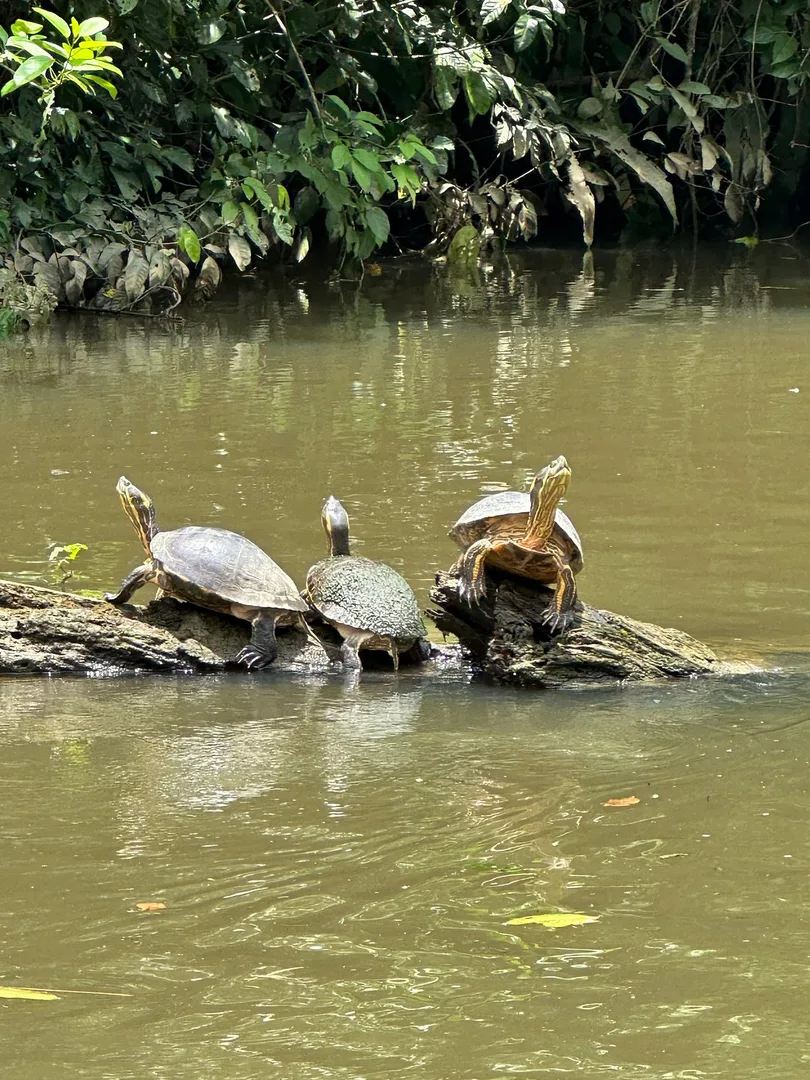 Trío de tortugas de río asoleándose alineadas sobre un tronco flotante | Tour diürn pels manglars (Tour des de Sierpe)