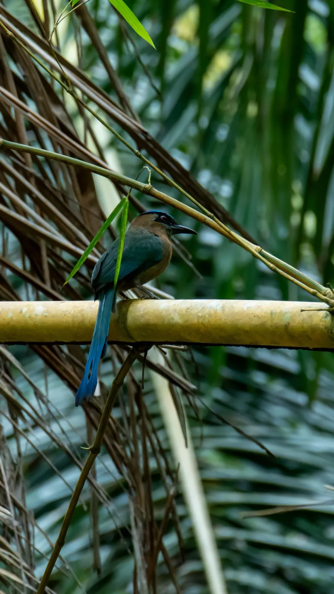 Santuario de vida silvestre y refugio natural en Isla Violines, Costa Rica | Tour als manglars i a la platja d'Isla Violines (Tour des de Sierpe)