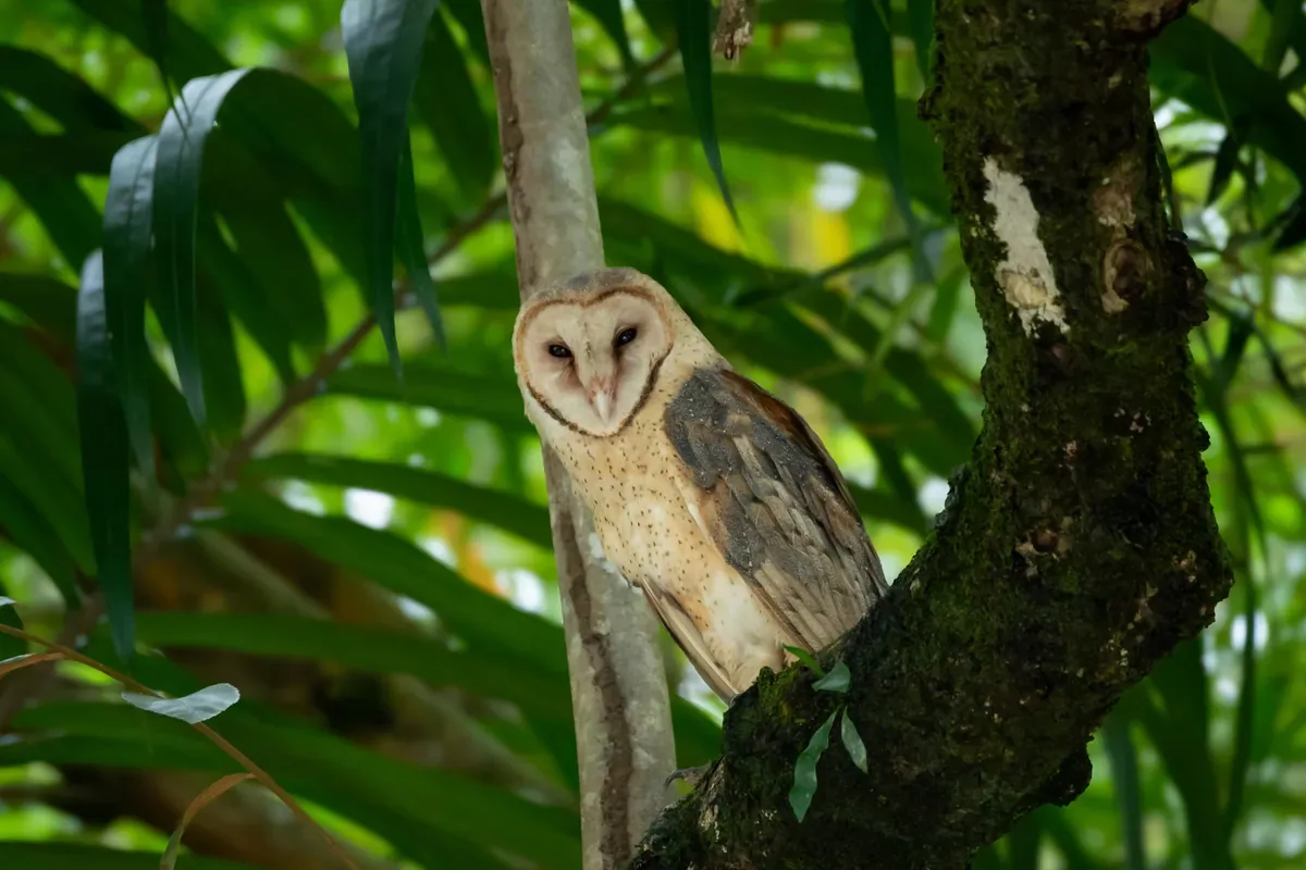 Rincón tropical secreto para desconectar en el Pacífico Sur costarricense | Tour als manglars i a la platja d'Isla Violines (Tour des de Sierpe)