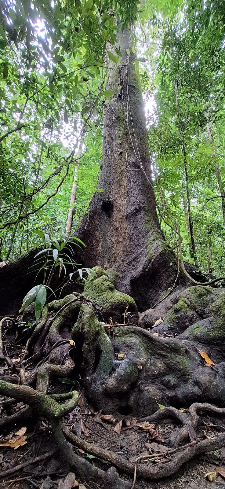 Ancient giant ceiba tree in the primary rainforest of Corcovado San Pedrillo | תחנת הפקחים סן פדריז'ו בפארק הלאומי קורקובדו (סיור מסיירפה)