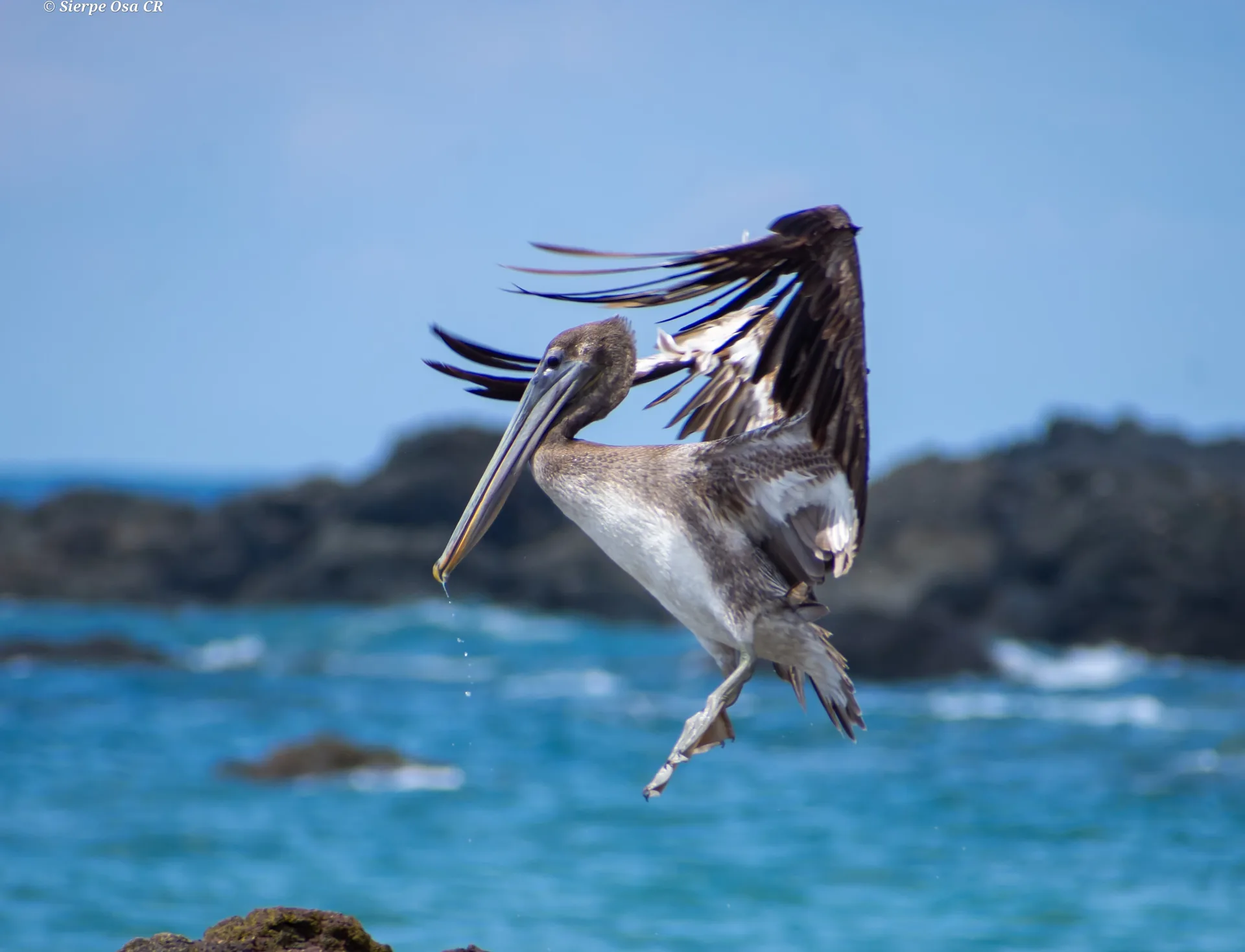 Coastal seabirds soaring over the breaking surf at San Pedrillo Station | תחנת הפקחים סן פדריז'ו בפארק הלאומי קורקובדו (סיור מסיירפה)