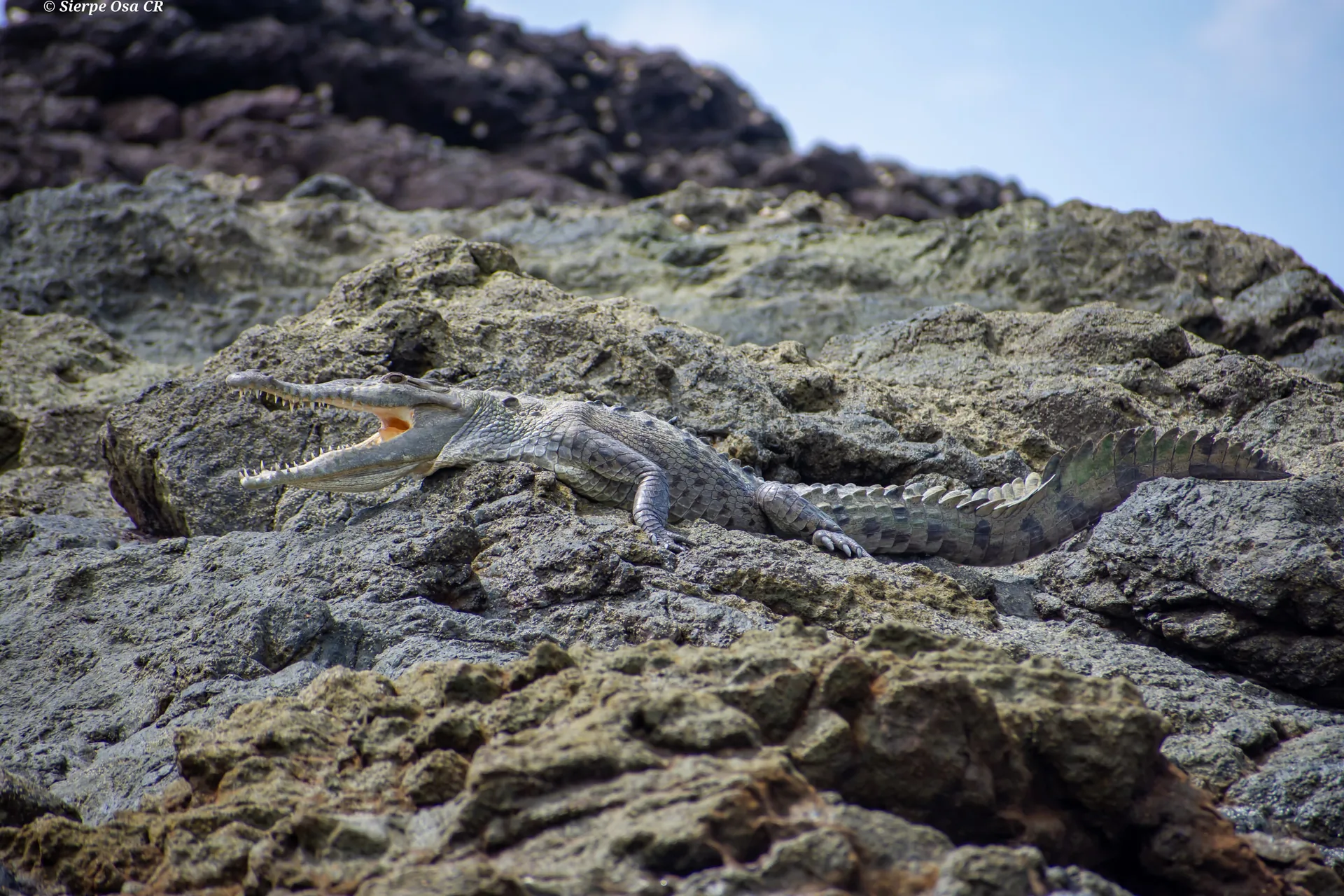 American crocodile resting among coastal rocks at San Pedrillo, Corcovado | תחנת הפקחים סן פדריז'ו בפארק הלאומי קורקובדו (סיור מסיירפה)