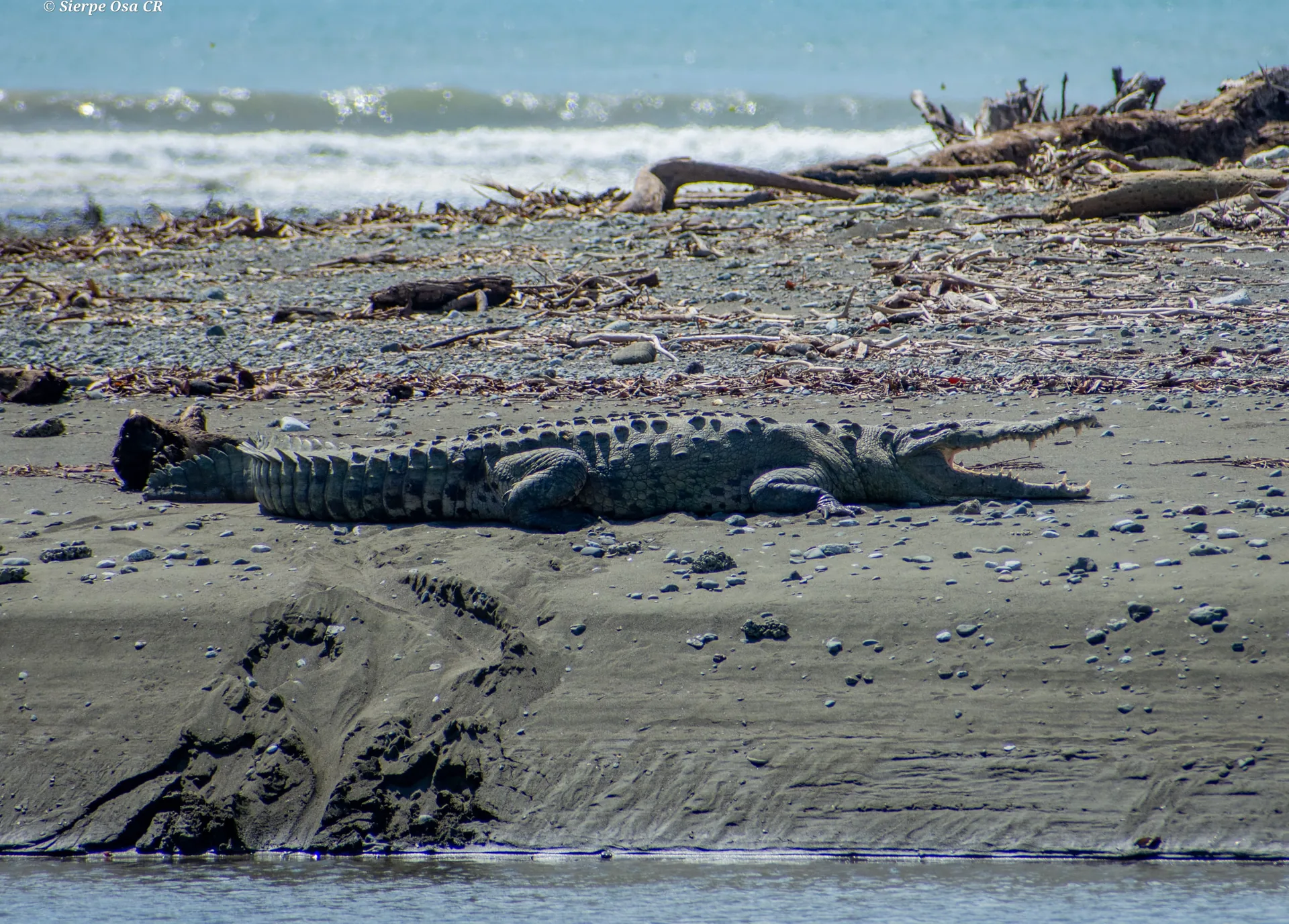 Crocodile patrolling the river mouth at San Pedrillo in Corcovado | תחנת הפקחים סן פדריז'ו בפארק הלאומי קורקובדו (סיור מסיירפה)