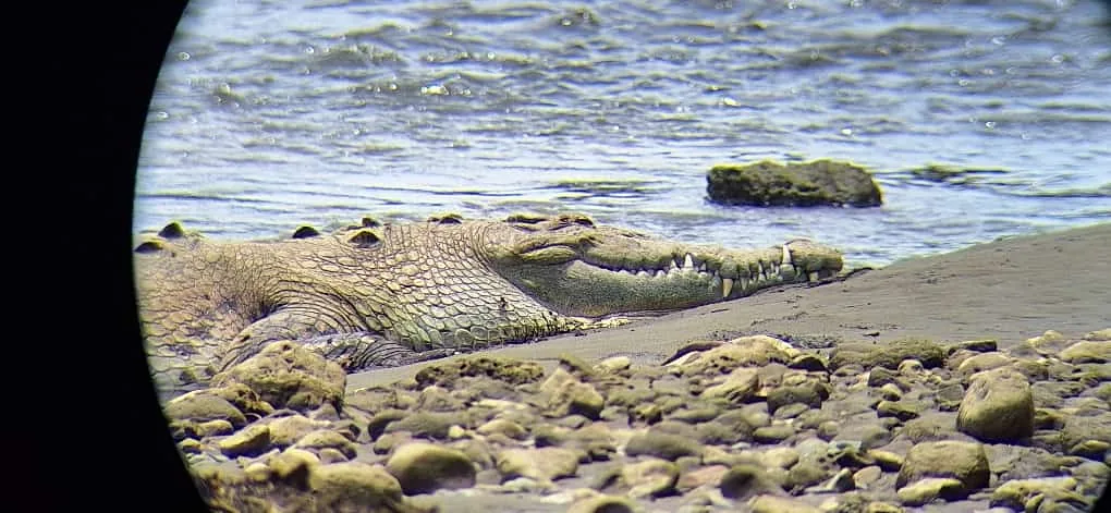 Crocodile observation in estuary guided by certified naturalist with scope | תחנת הפקחים סן פדריז'ו בפארק הלאומי קורקובדו (סיור מסיירפה)