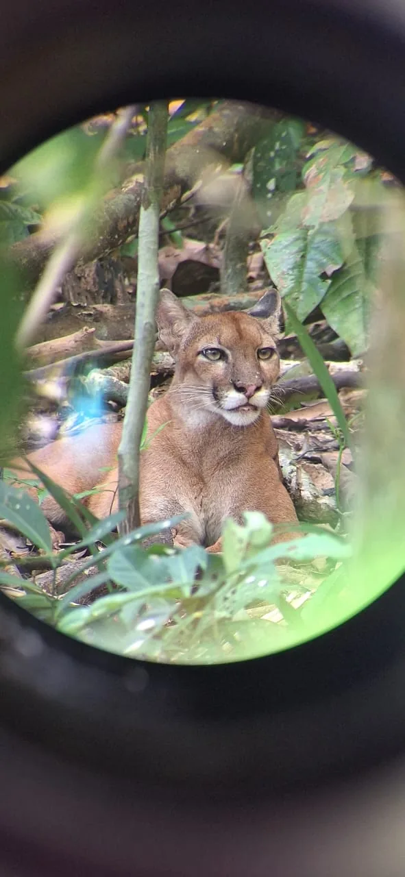 Wild puma sighting through spotting scope in Corcovado San Pedrillo | תחנת הפקחים סן פדריז'ו בפארק הלאומי קורקובדו (סיור מסיירפה)