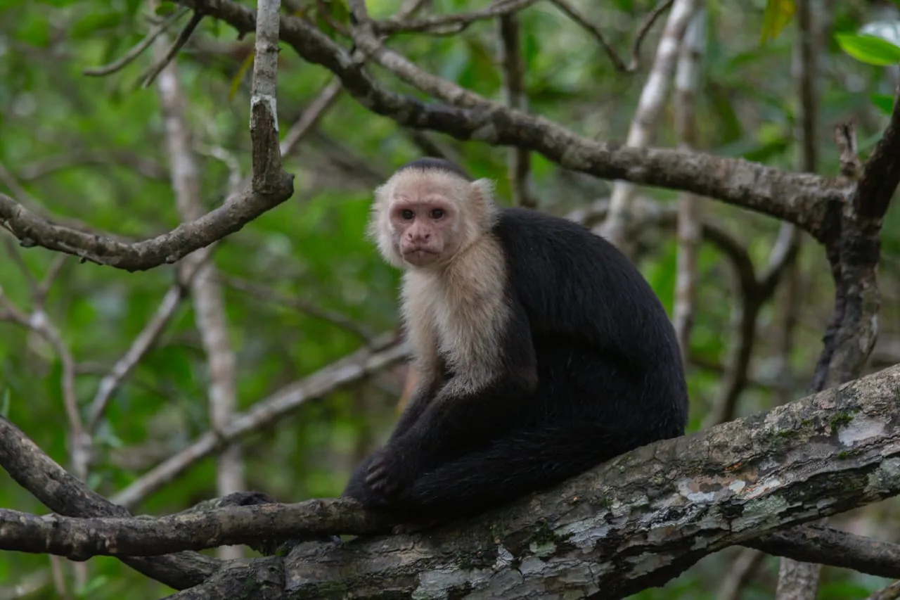 Family of capuchin monkeys interacting on rainforest branches | תחנת הפקחים סן פדריז'ו בפארק הלאומי קורקובדו (סיור מסיירפה)