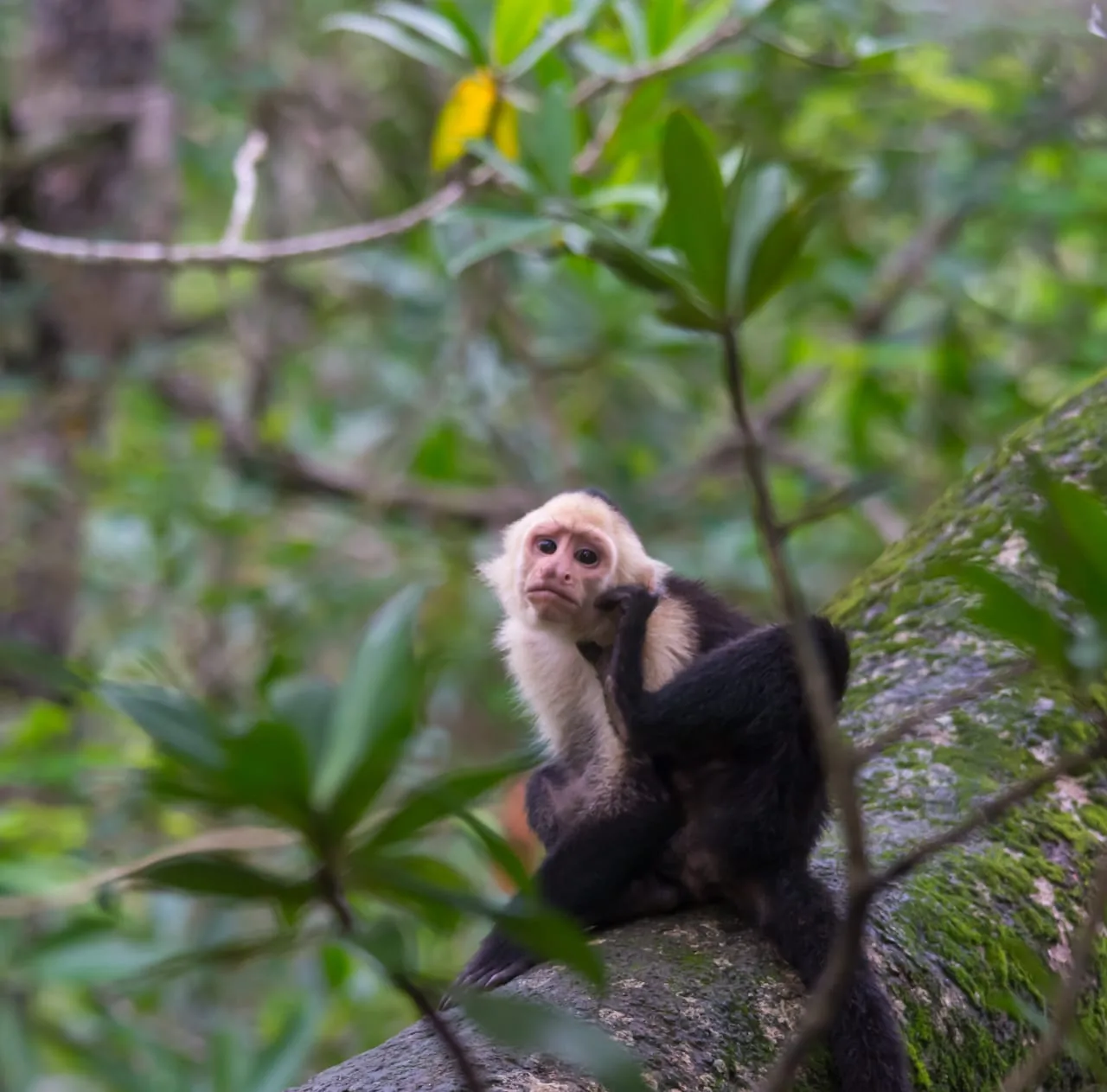 White-faced capuchin monkey eating wild fruits in Corcovado jungle | תחנת הפקחים סן פדריז'ו בפארק הלאומי קורקובדו (סיור מסיירפה)