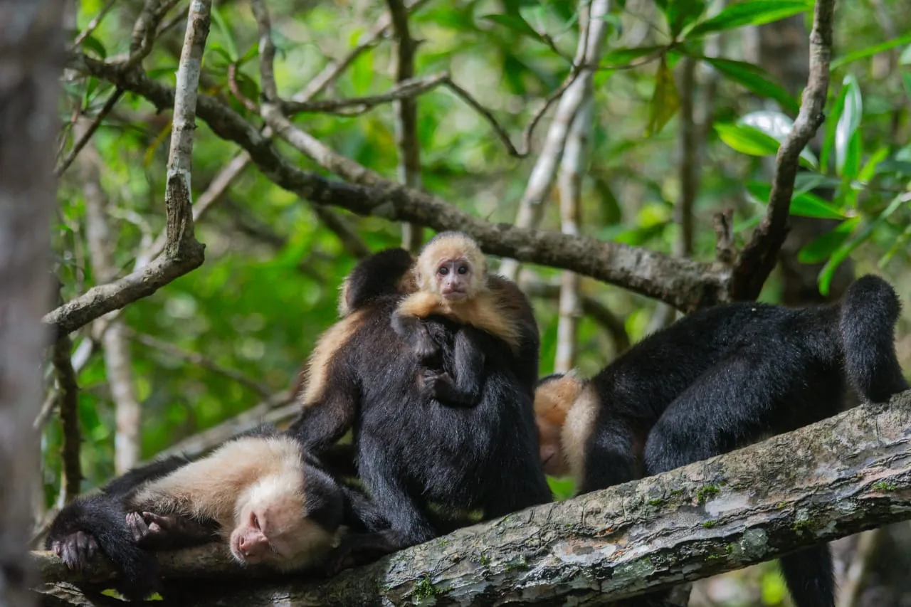 Female white-faced capuchin monkey nurturing her baby in Corcovado | תחנת הפקחים סן פדריז'ו בפארק הלאומי קורקובדו (סיור מסיירפה)