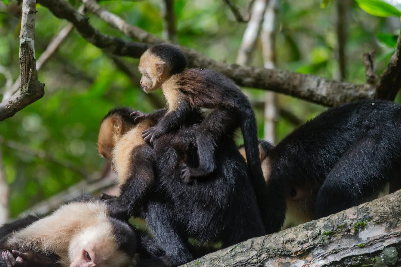 Troop of white-faced capuchin monkeys in the canopy of San Pedrillo | תחנת הפקחים סן פדריז'ו בפארק הלאומי קורקובדו (סיור מסיירפה)