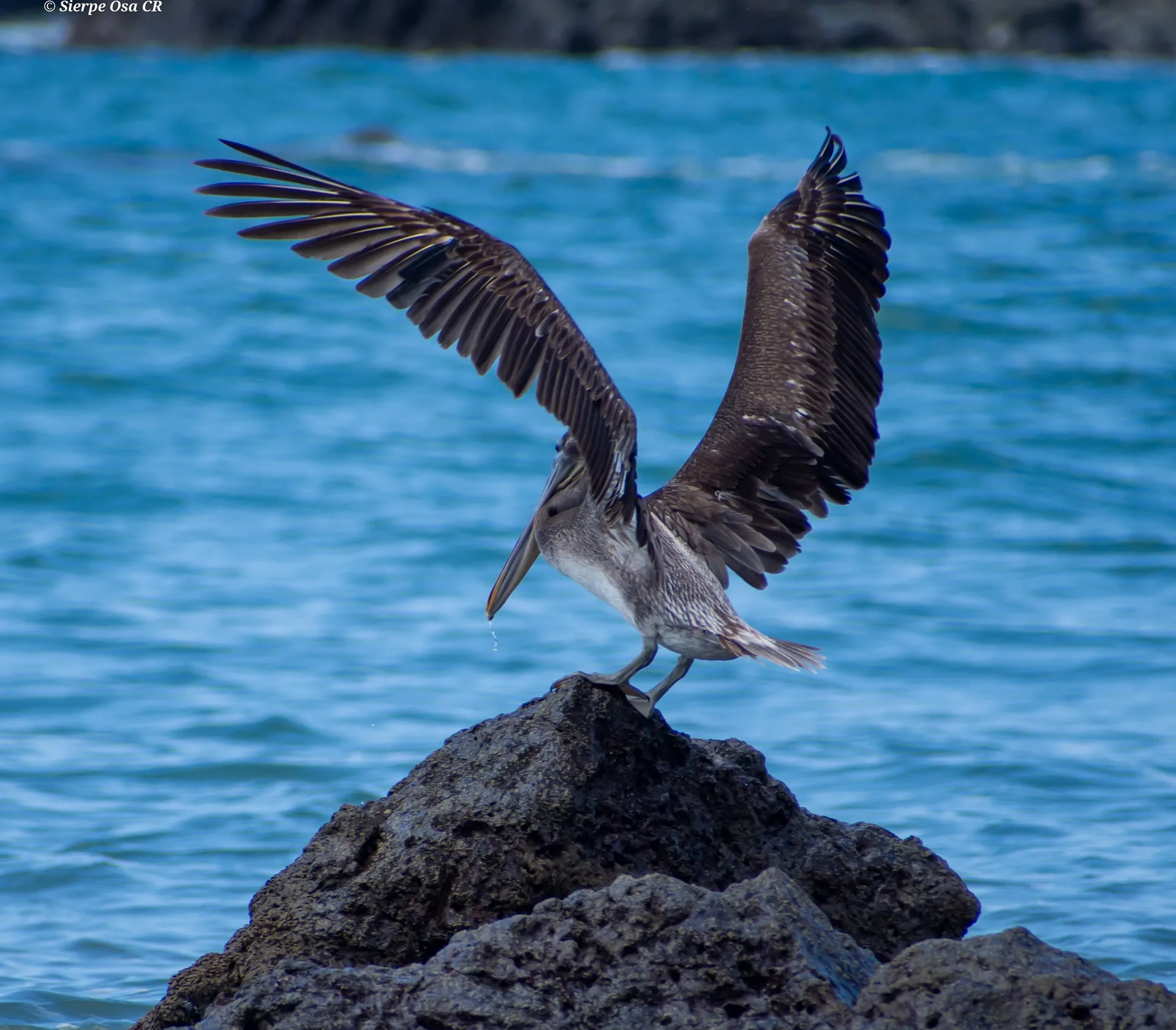 Brown pelican with wings outstretched perched on San Pedrillo rocks | תחנת הפקחים סן פדריז'ו בפארק הלאומי קורקובדו (סיור מסיירפה)