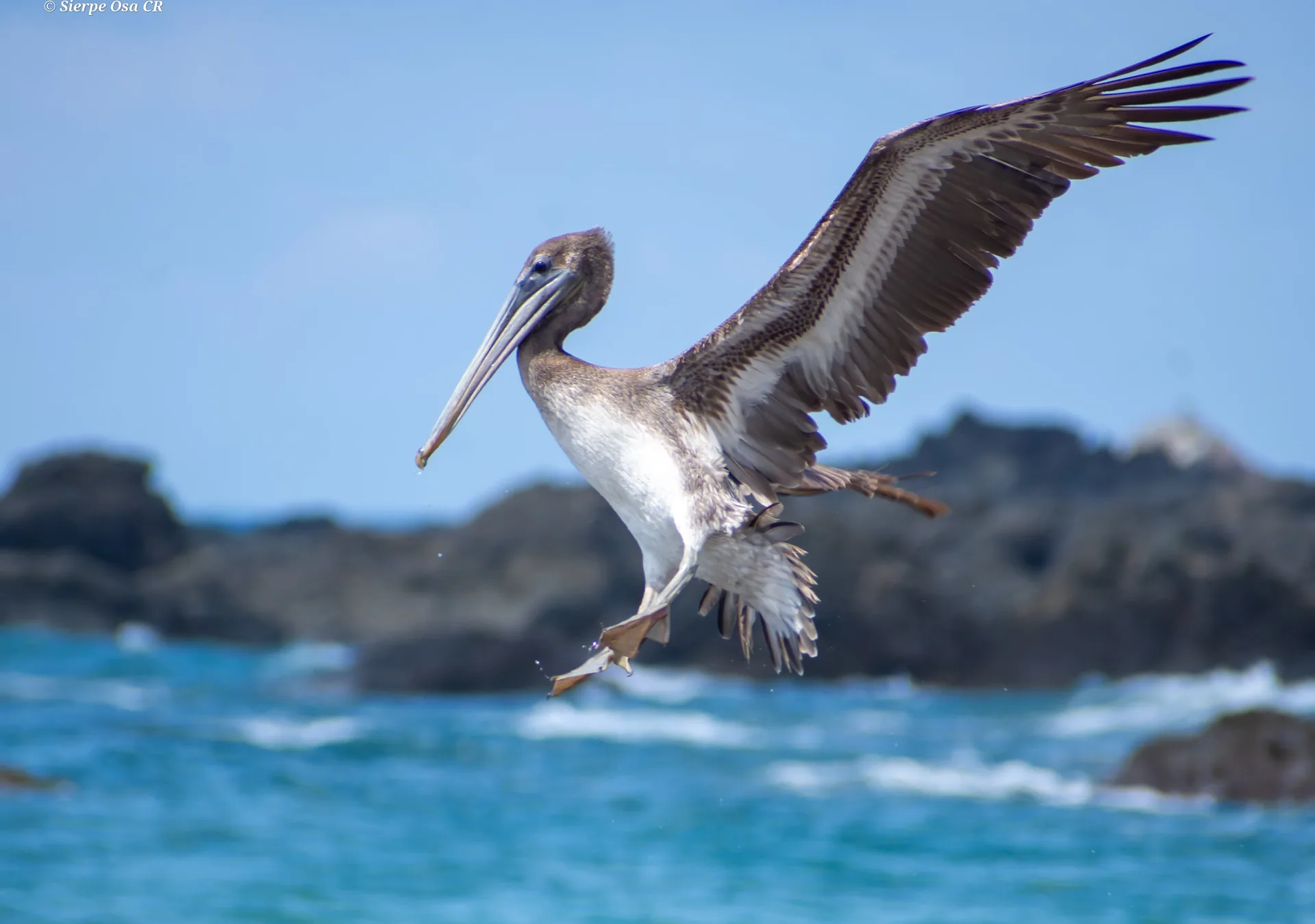 Flock of brown pelicans dive-fishing along the Pacific coast of Corcovado | תחנת הפקחים סן פדריז'ו בפארק הלאומי קורקובדו (סיור מסיירפה)