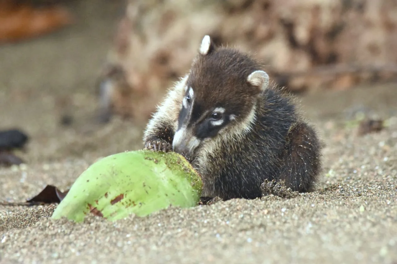Bebé pizote coatí comiendo pulpa de coco en la playa de Corcovado | Parc Nacional de Corcovado – Estació Sirena (Tour des de Sierpe)