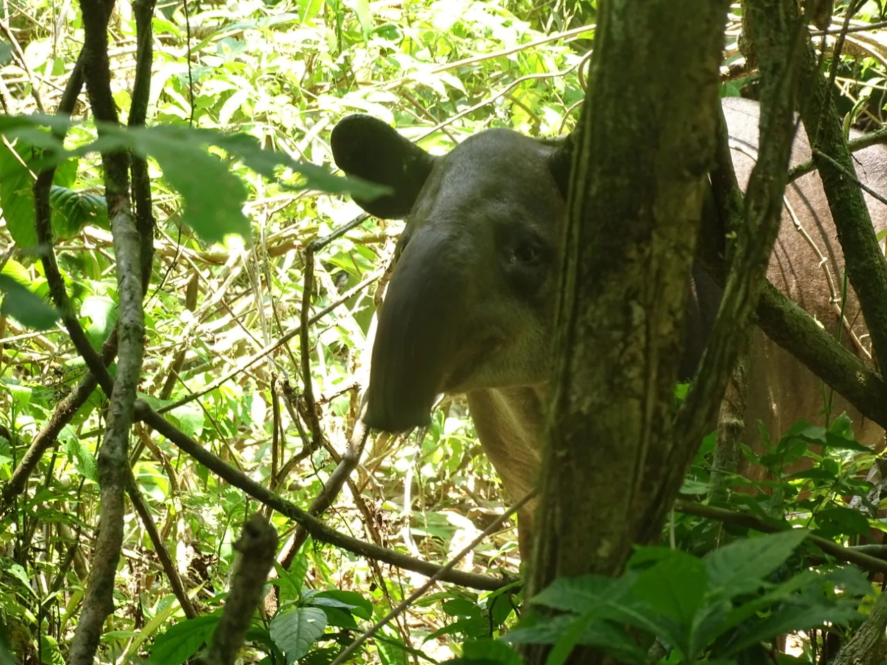 Danta caminando y refrescándose en un arroyo de la selva en Sirena | Parc Nacional de Corcovado – Estació Sirena (Tour des de Sierpe)