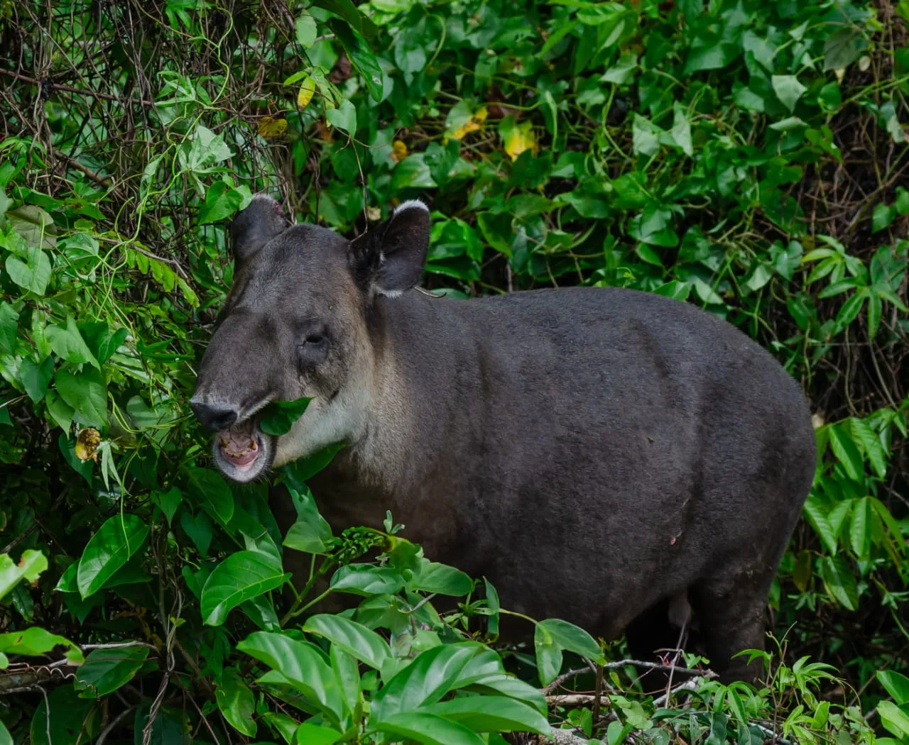 Tapir de Baird (Tapirus bairdii) reposando bajo la sombra fresca de la selva | Parc Nacional de Corcovado – Estació Sirena (Tour des de Sierpe)
