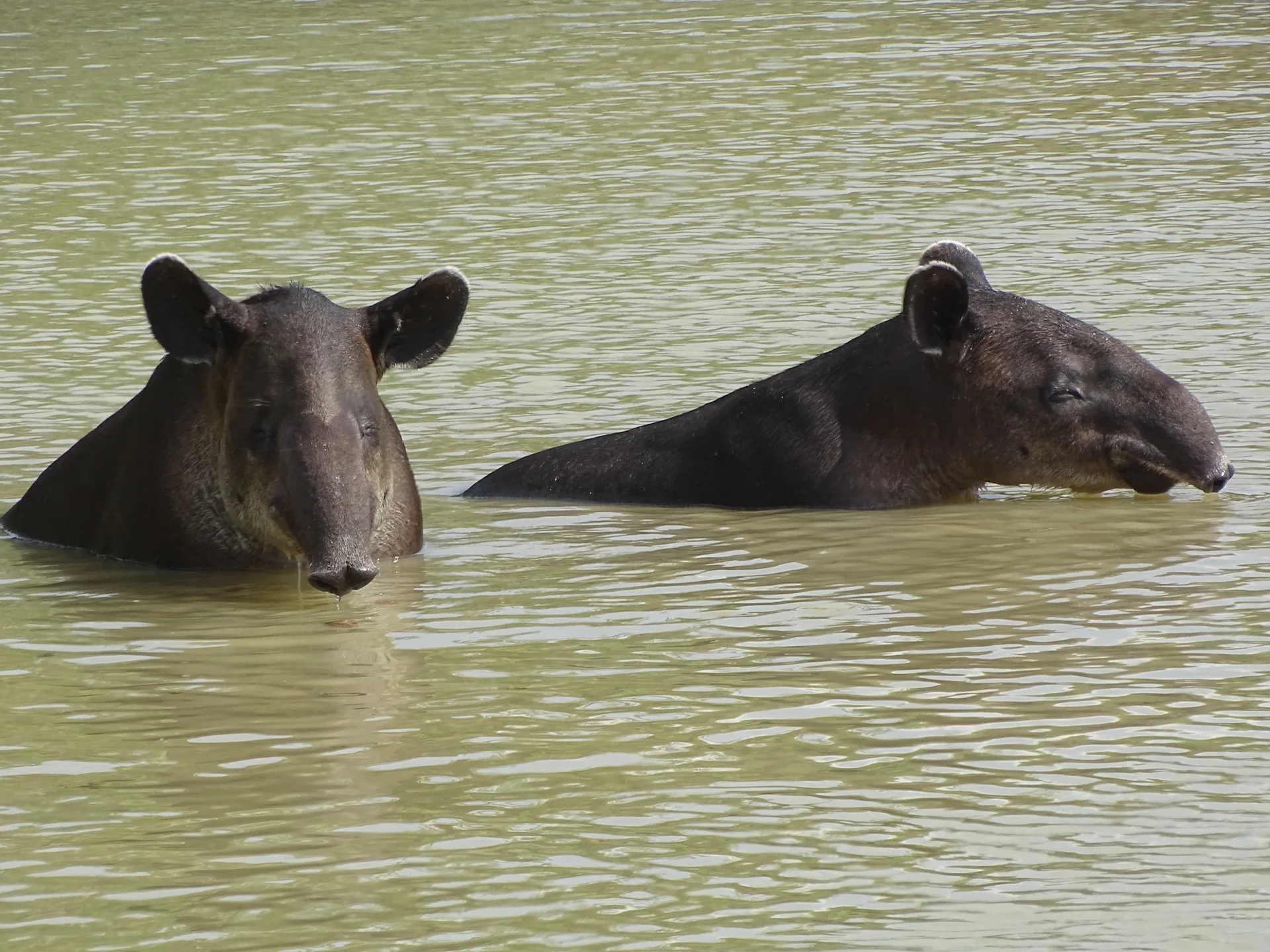 Dos dantas tapires centroamericanos nadando juntas en el Río Sirena | Parc Nacional de Corcovado – Estació Sirena (Tour des de Sierpe)