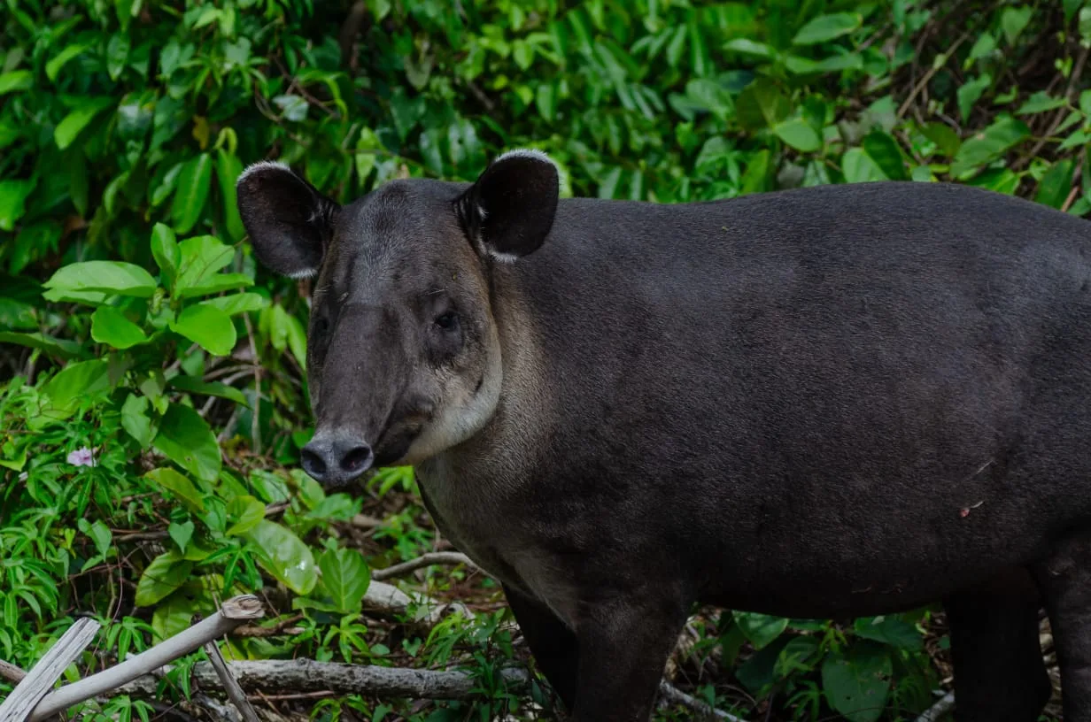Estación Biológica Sirena: centro de operaciones de guardaparques e investigadores | Parc Nacional de Corcovado – Estació Sirena (Tour des de Sierpe)