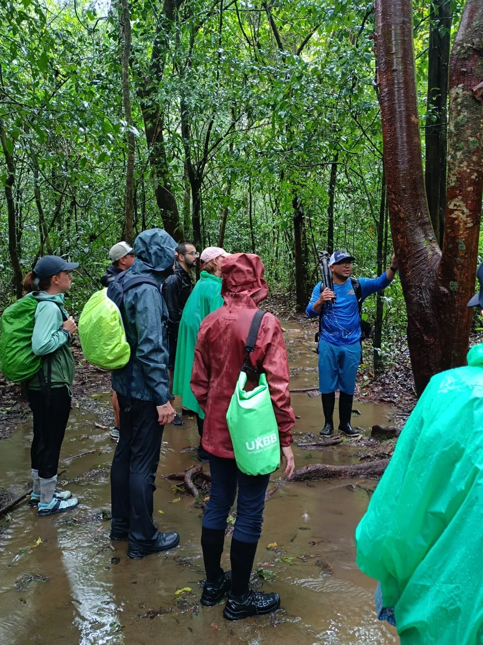 Explicación botánica de plantas medicinales y árboles gigantes por guía experto | Parc Nacional de Corcovado – Estació Sirena (Tour des de Sierpe)