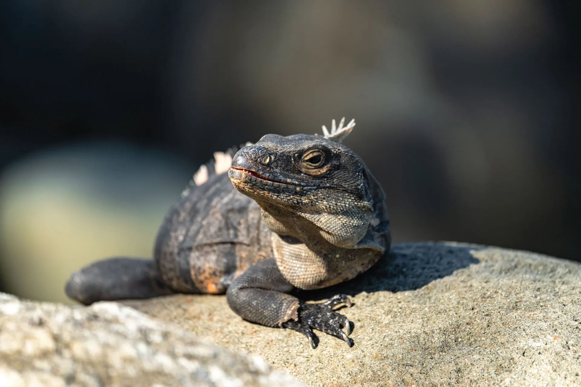 Garrobo o iguana negra de cola espinosa tomando el sol en las rocas | Parc Nacional de Corcovado – Estació Sirena (Tour des de Sierpe)