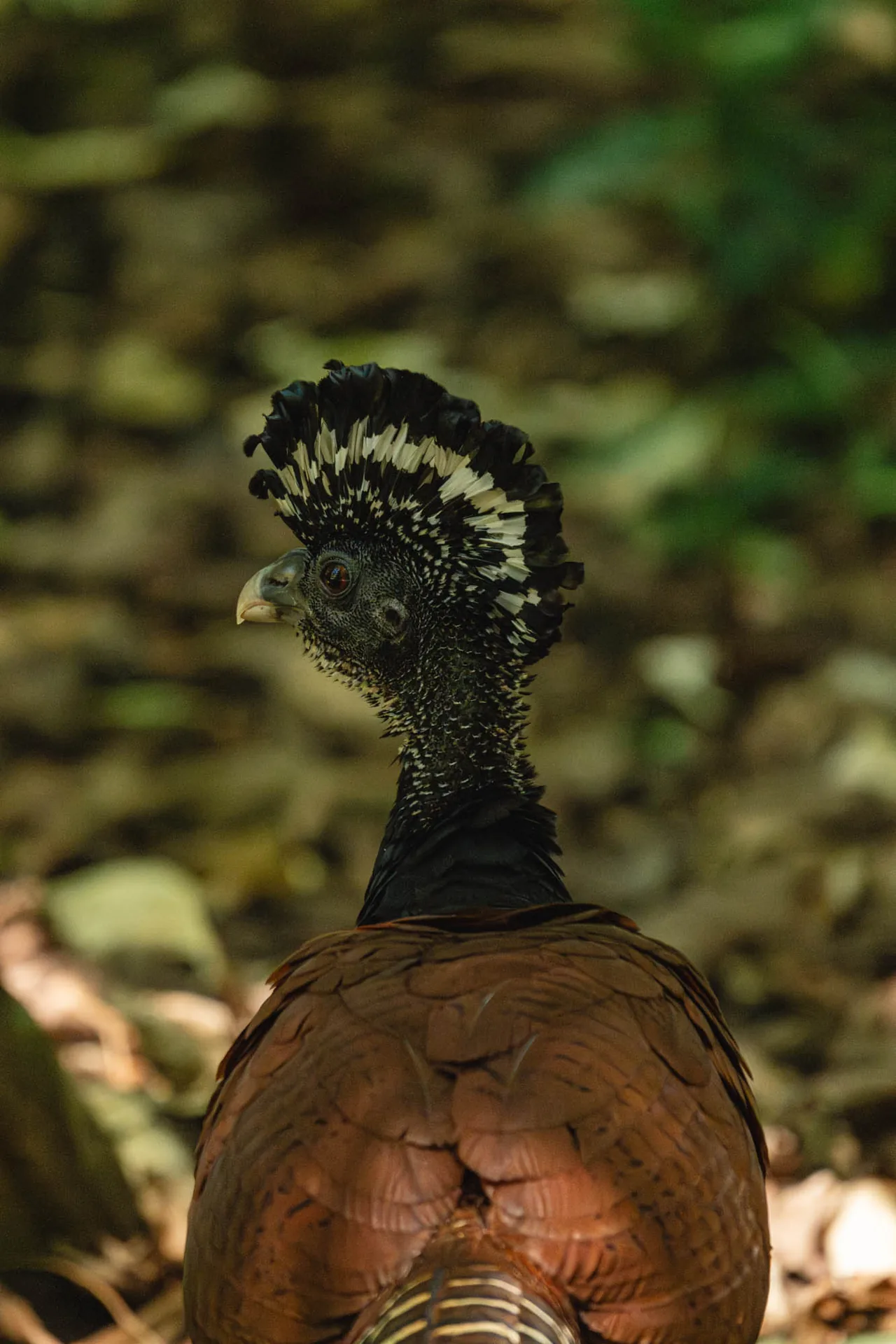Macho de gran pavón crestado exhibiendo su cresta rizada en Corcovado | Parc Nacional de Corcovado – Estació Sirena (Tour des de Sierpe)