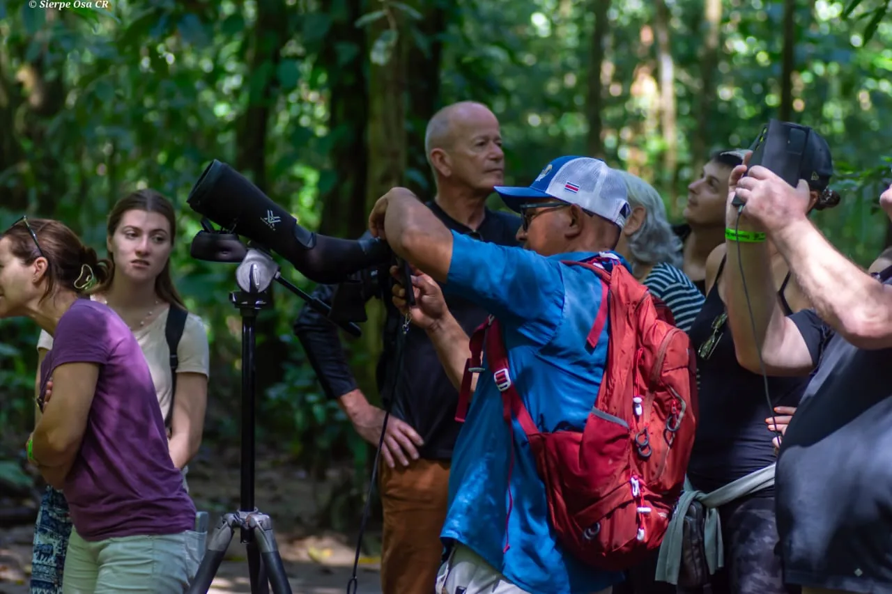 Guía certificado utilizando telescopio profesional de alta definición para fauna | Parc Nacional de Corcovado – Estació Sirena (Tour des de Sierpe)