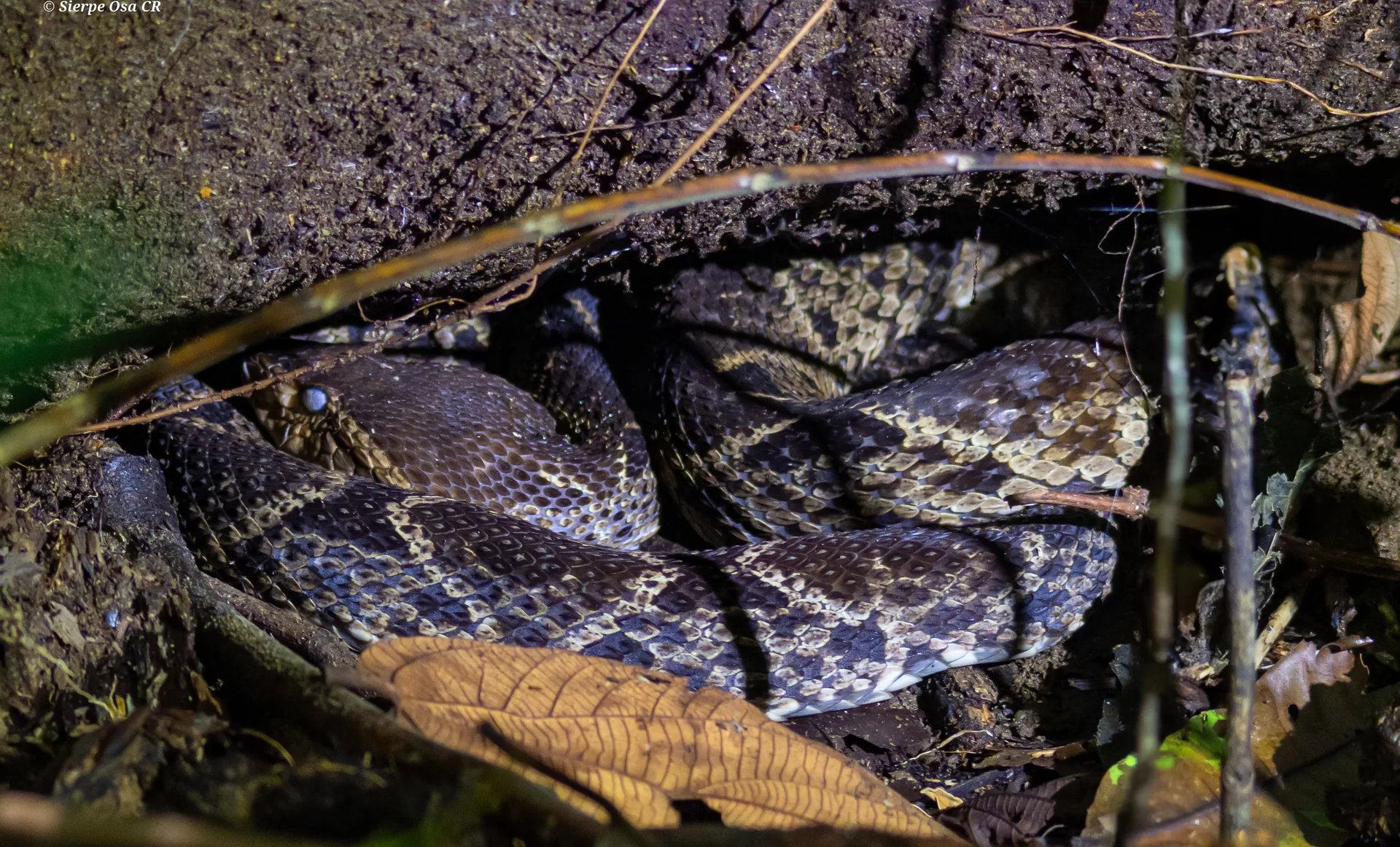 Fascinating wildlife encounter during late afternoon and dawn hikes on the Corcovado Sirena overnight expedition | Corcovado National Park Sirena Station Overnight Tour (2 Days / 1 Night)