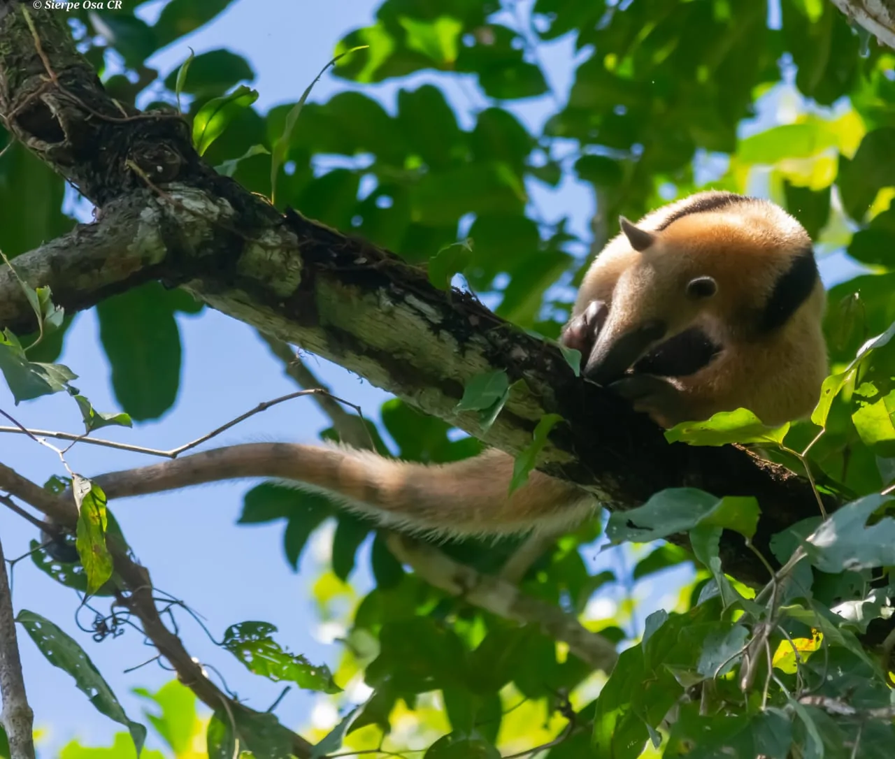 Oso hormiguero tamandúa trepador en una liana de la selva de Sirena | Parc Nacional de Corcovado – Estació Sirena (Tour des de Sierpe)