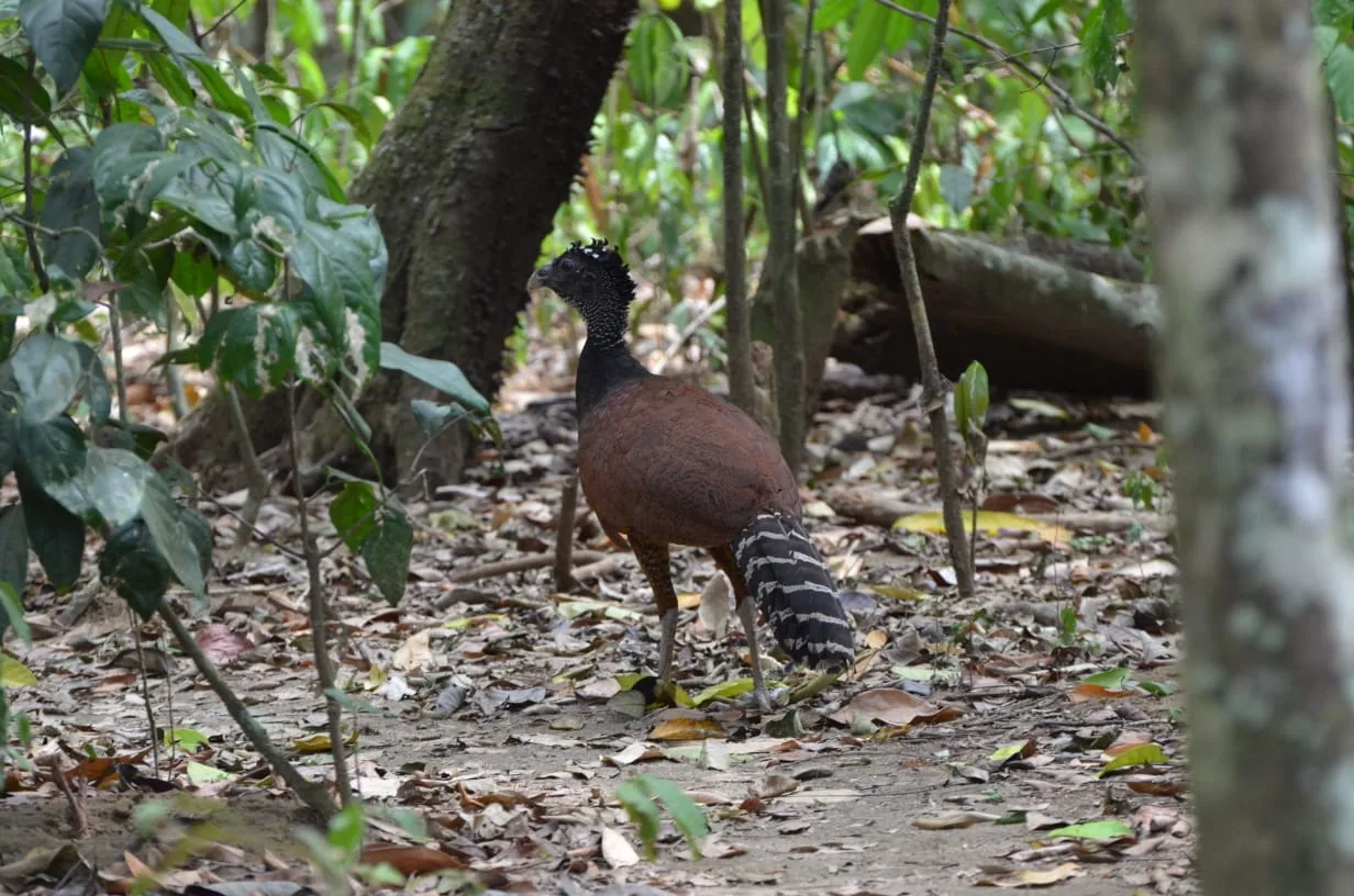 Gran pavón hembra (Crax rubra) caminando por el sendero de Estación Sirena | Parc Nacional de Corcovado – Estació Sirena (Tour des de Sierpe)