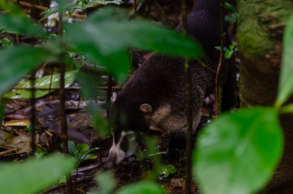 Pizote coatí usando su flexible hocico para buscar insectos en la hojarasca | Parc Nacional de Corcovado – Estació Sirena (Tour des de Sierpe)
