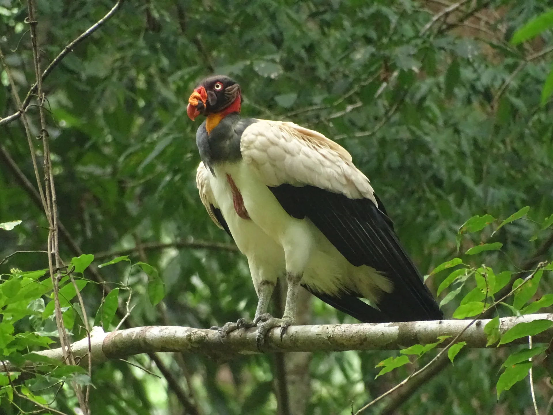 Rey zopilote (Sarcoramphus papa) posado en el dosel de Corcovado | Parc Nacional de Corcovado – Estació Sirena (Tour des de Sierpe)