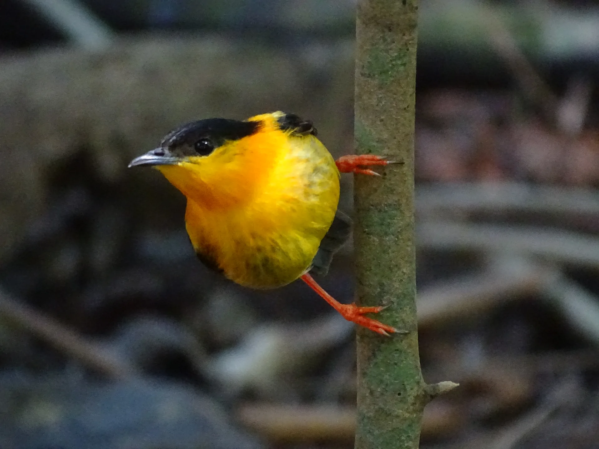 Saltarín cuellinaranja (Orange-collared Manakin) exhibiendo colores en el sotobosque | Parc Nacional de Corcovado – Estació Sirena (Tour des de Sierpe)