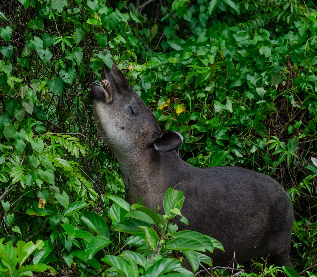 Danta tapir masticando hojas tiernas de arbustos en la selva de Corcovado | Parc Nacional de Corcovado – Estació Sirena (Tour des de Sierpe)