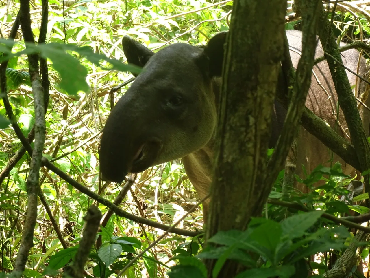 Encuentro cercano con un tapir de Baird a lo largo de los senderos de Sirena | Parc Nacional de Corcovado – Estació Sirena (Tour des de Sierpe)