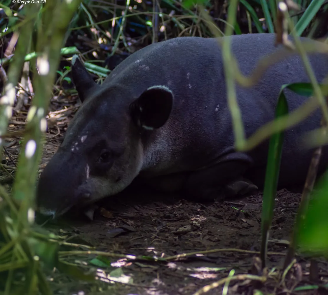 Danta descansando plácidamente en la hojarasca del suelo del bosque en Sirena | Parc Nacional de Corcovado – Estació Sirena (Tour des de Sierpe)