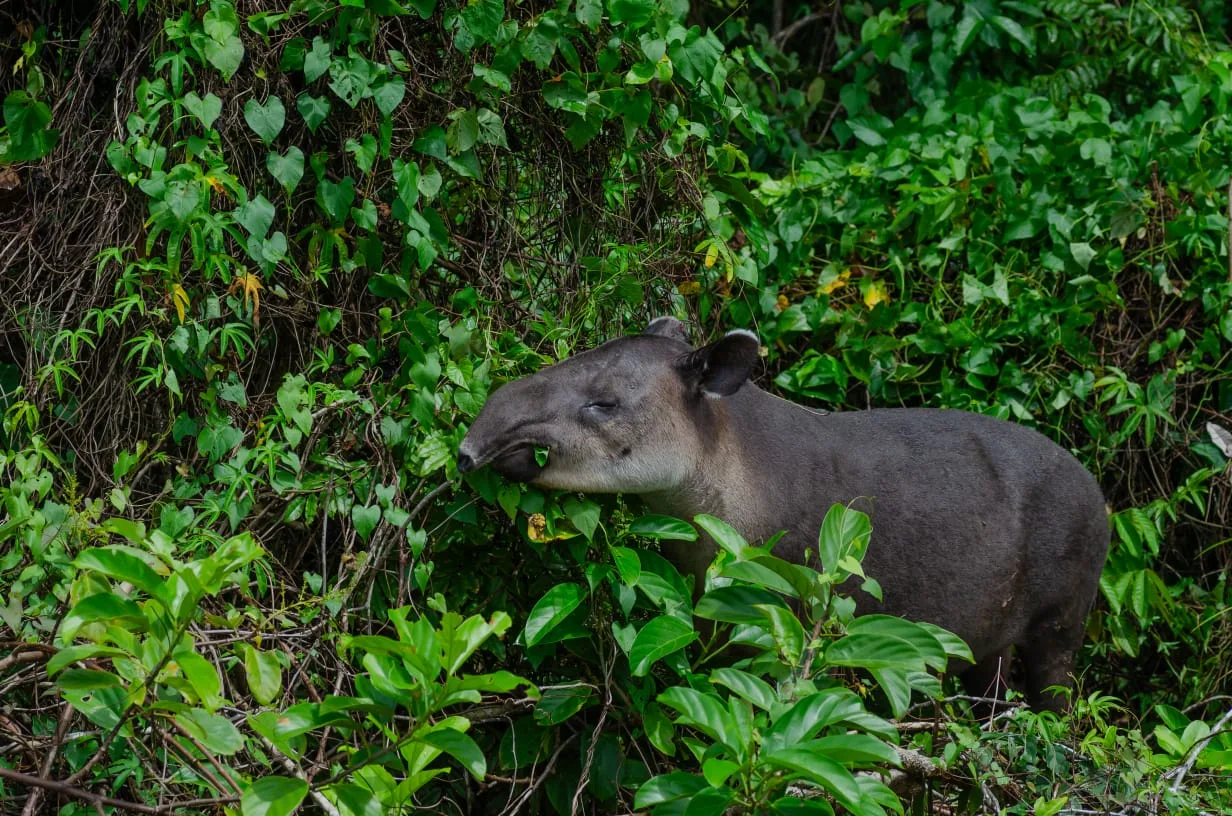 Tapir macho adulto en la orilla del Río Sirena, Costa Rica | Parc Nacional de Corcovado – Estació Sirena (Tour des de Sierpe)