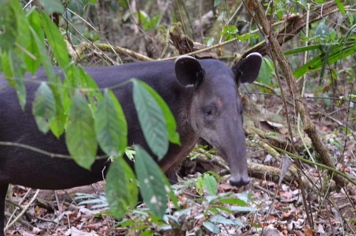 Tapir salvaje caminando entre helechos gigantes en el bosque tropical húmedo | Parc Nacional de Corcovado – Estació Sirena (Tour des de Sierpe)