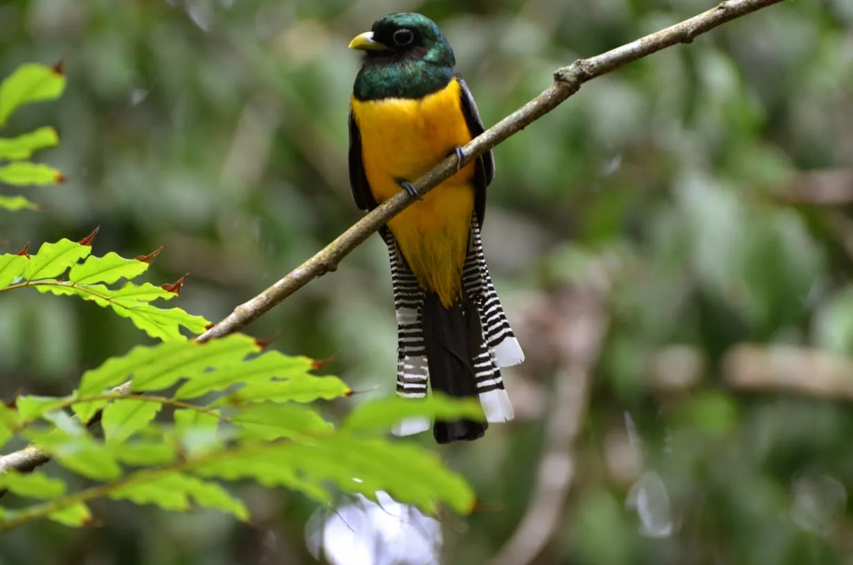 Trogón coliplomizo de vientre amarillo posado en Corcovado, Costa Rica | Parc Nacional de Corcovado – Estació Sirena (Tour des de Sierpe)