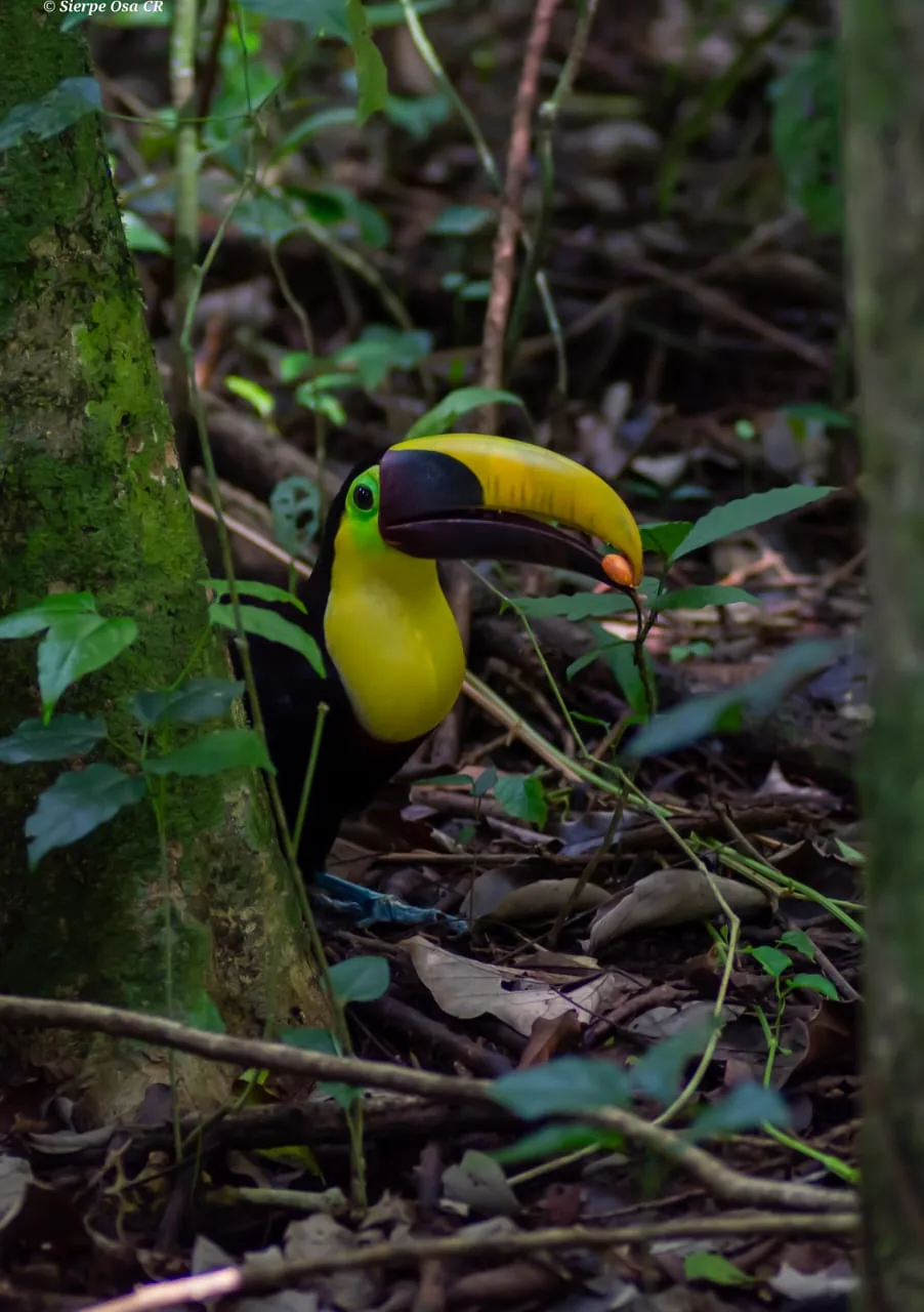 Tucán pico castaño buscando alimento en el sotobosque de Sirena | Parc Nacional de Corcovado – Estació Sirena (Tour des de Sierpe)