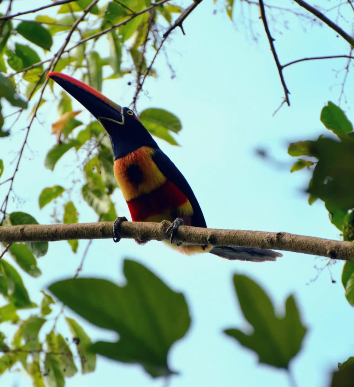 Tucancillo cusingo pico de fuego (Fiery-billed Aracari) en Corcovado | Parc Nacional de Corcovado – Estació Sirena (Tour des de Sierpe)