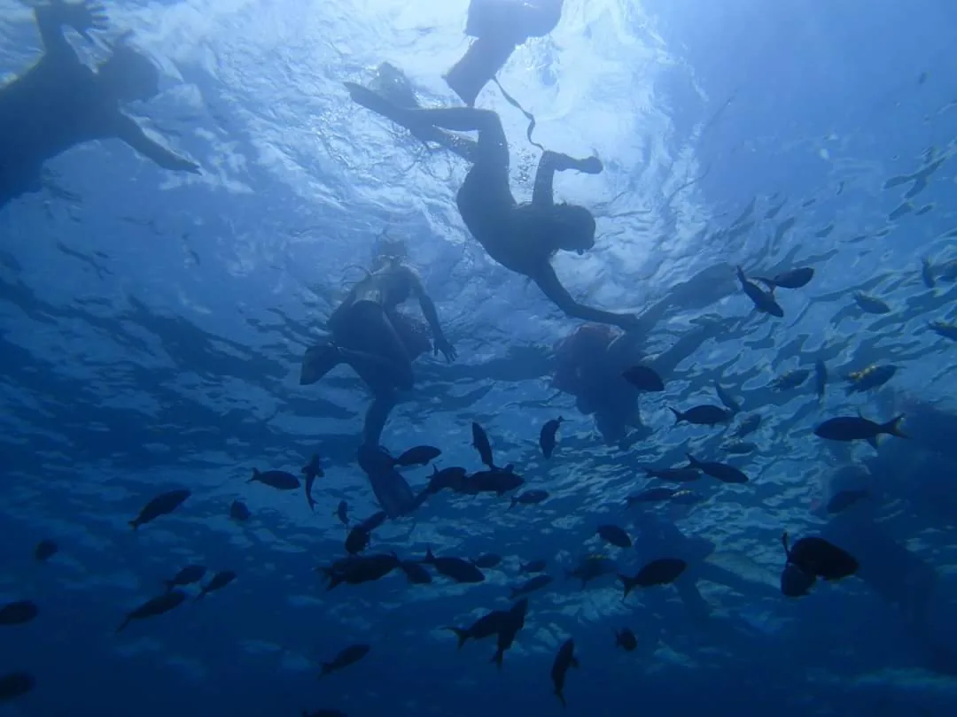 Schwärme farbenfroher tropischer Fische umschwimmen Schnorchler | Tauchen auf der Isla del Caño (Tour ab Sierpe)