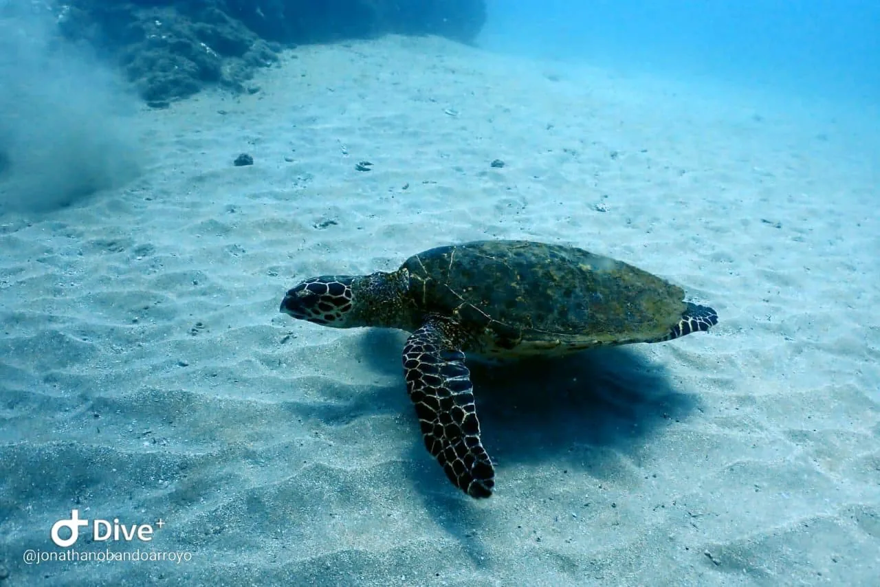 Echte Karettschildkröte schwimmt über den Korallen von Caño Island | Tauchen auf der Isla del Caño (Tour ab Sierpe)