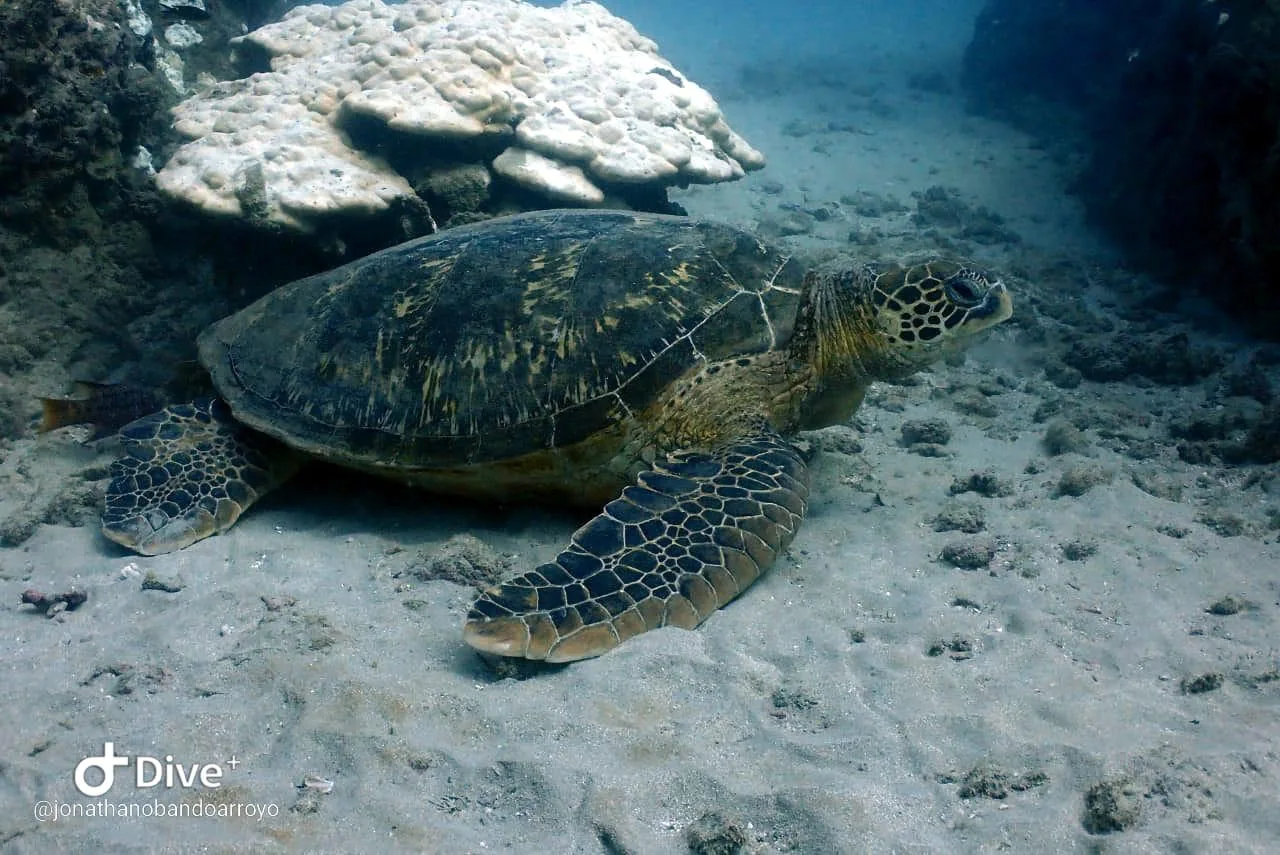 Grüne Meeresschildkröte gleitet durch das klare Wasser von Caño Island | Tauchen auf der Isla del Caño (Tour ab Sierpe)