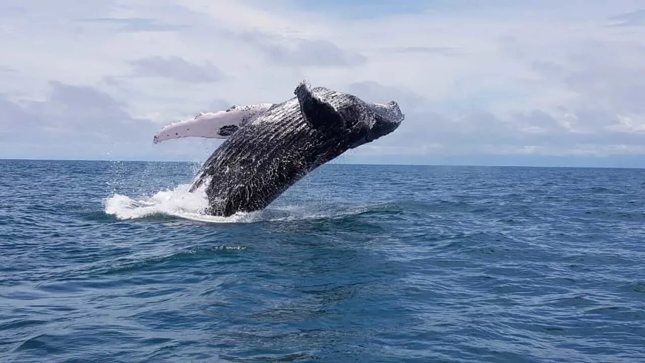Humpback whale pectoral fins observed up close from the tour boat | צפייה בלווייתנים גבנוניים ודולפינים בחצי האי אוסה (סיור מסיירפה)