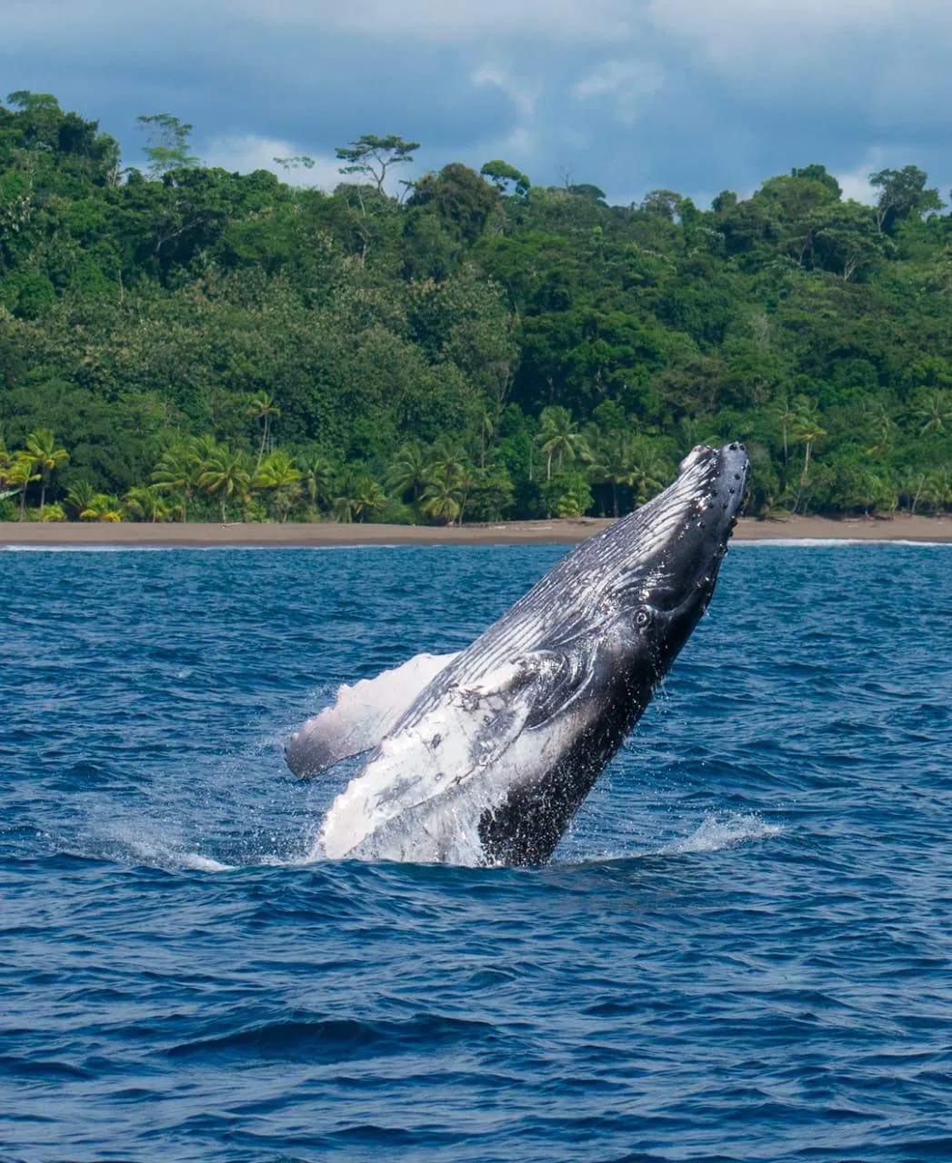 Migratory humpback whale watching season in the Pacific waters of Costa Rica | צפייה בלווייתנים גבנוניים ודולפינים בחצי האי אוסה (סיור מסיירפה)